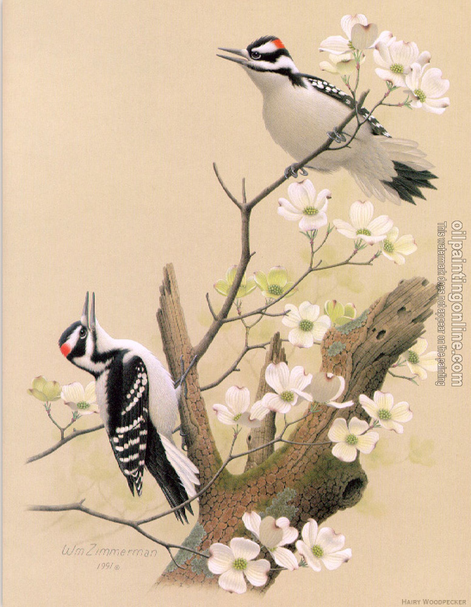 William Zimmerman - Hairy Woodpecker